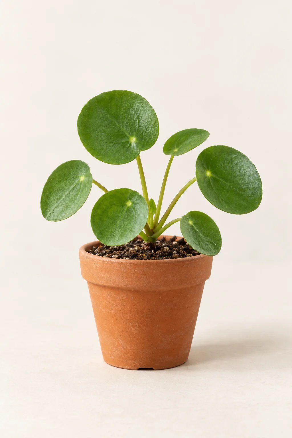 Pilea Blatttaler