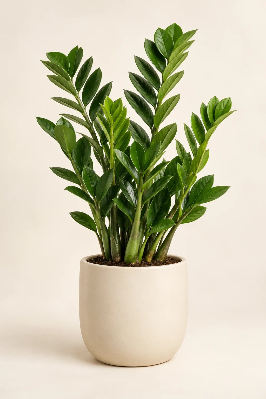 Zamioculcas Ruhepol